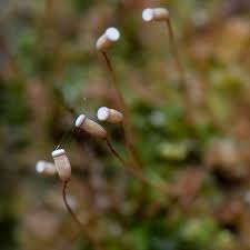 Attēlu rezultāti vaicājumam “Polytrichales”