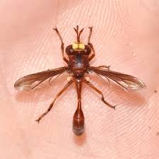 Attēlu rezultāti vaicājumam “Conopidae”