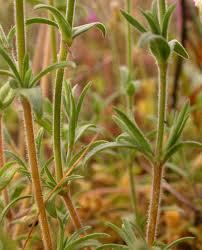 Attēlu rezultāti vaicājumam “Cerastium arvense leaf”