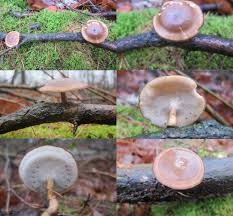 Attēlu rezultāti vaicājumam “Polyporus brumalis”