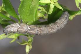 Attēlu rezultāti vaicājumam “Catarhoe cuculata”