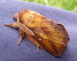Attēlu rezultāti vaicājumam “Euthrix potatoria”