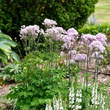 Attēlu rezultāti vaicājumam “Thalictrum aquilegifolium flower”