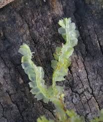 Attēlu rezultāti vaicājumam “Lophocolea”