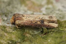 Attēlu rezultāti vaicājumam “Axylia putris”