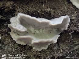 Attēlu rezultāti vaicājumam “Skeletocutis nivea”