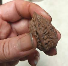 Attēlu rezultāti vaicājumam “Juglans x sinensis”