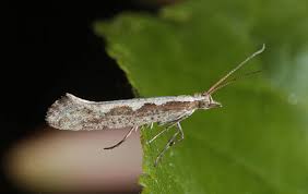 Attēlu rezultāti vaicājumam “Plutellidae”