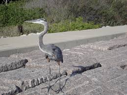 Image result for heron