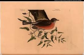 Attēlu rezultāti vaicājumam “Turdus pilaris”