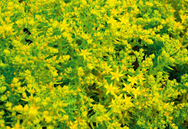 Attēlu rezultāti vaicājumam “Craterium aureum”