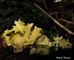 Attēlu rezultāti vaicājumam “Flaviporus citrinellus”