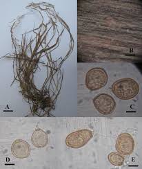 Attēlu rezultāti vaicājumam “Uromyces dactylidis”
