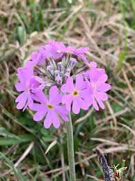 Attēlu rezultāti vaicājumam “Primula farinosa”