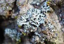 Attēlu rezultāti vaicājumam “Phaeophyscia orbicularis”