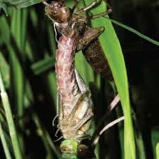Attēlu rezultāti vaicājumam “Leucorrhinia rubicunda male”