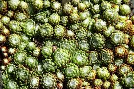 Attēlu rezultāti vaicājumam “Jovibarba globifera fruit”