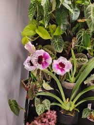 Attēlu rezultāti vaicājumam “Orchidaceae”