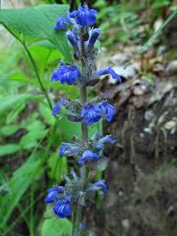 Attēlu rezultāti vaicājumam “Ajuga pyramidalis”