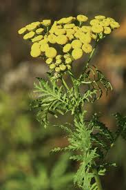 Image result for Tanacetum vulgare