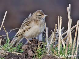 Image result for Calandrella brachydactyla