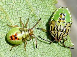 Attēlu rezultāti vaicājumam “Elasmostethus interstinctus nymph”