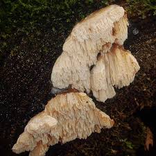 Attēlu rezultāti vaicājumam “Postia leucomallella”