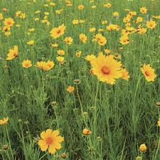 Image result for Coreopsis
