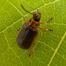 Attēlu rezultāti vaicājumam “Galerucella nymphaeae”