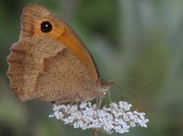 Attēlu rezultāti vaicājumam “Maniola jurtina”