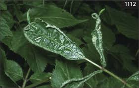 Attēlu rezultāti vaicājumam “Eriophyes padi”