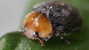 Image result for Cryptolaemus