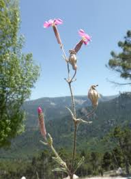 Attēlu rezultāti vaicājumam “Silene viscaria bud”