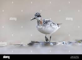 Attēlu rezultāti vaicājumam “Phalaropus lobatus”