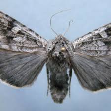 Attēlu rezultāti vaicājumam “Eurois occulta”