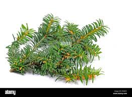 Attēlu rezultāti vaicājumam “Taxus baccata female flower”