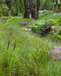 Attēlu rezultāti vaicājumam “Carex remota”