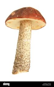 Attēlu rezultāti vaicājumam “Leccinum scabrum”