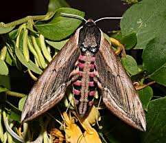 Attēlu rezultāti vaicājumam “Sphinx ligustri”