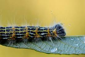 Attēlu rezultāti vaicājumam “Zygaena cocoon”