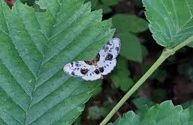 Attēlu rezultāti vaicājumam “Abraxas sylvata”