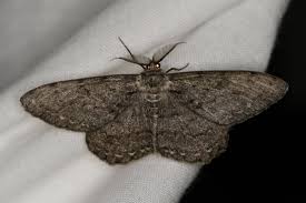 Attēlu rezultāti vaicājumam “Hypomecis roboraria”