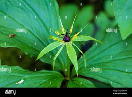 Attēlu rezultāti vaicājumam “Paris quadrifolia flower”