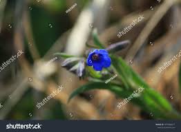 Attēlu rezultāti vaicājumam “Pulmonaria angustifolia flower”