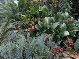 Attēlu rezultāti vaicājumam “Euphorbia cyparissias fruit”