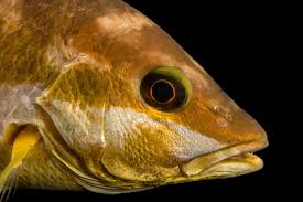 Image result for Lutjanus apodus