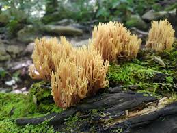 Attēlu rezultāti vaicājumam “Calocera viscosa”