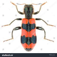 Attēlu rezultāti vaicājumam “Trichodes apiarius”