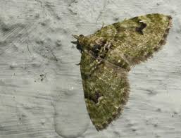 Attēlu rezultāti vaicājumam “Chloroclystis v-ata”