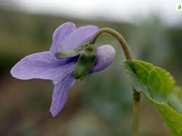 Attēlu rezultāti vaicājumam “Viola epipsila flower”